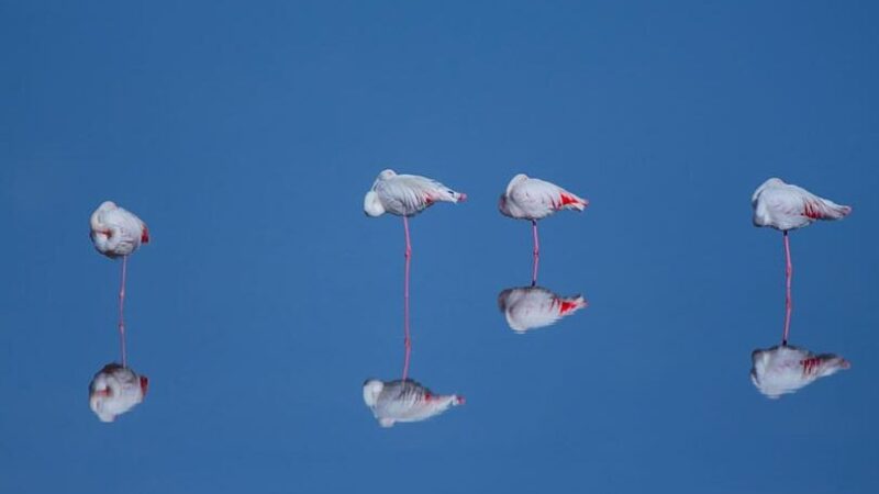 Qué ver en Doñana, España