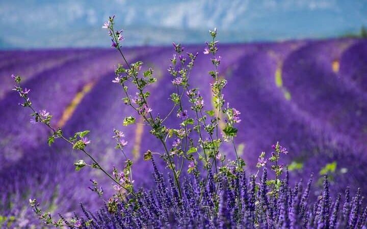 Que ver en La Provenza, Francia