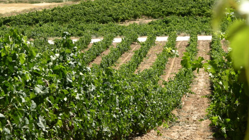 Qué ver en la Ribera del Duero, España