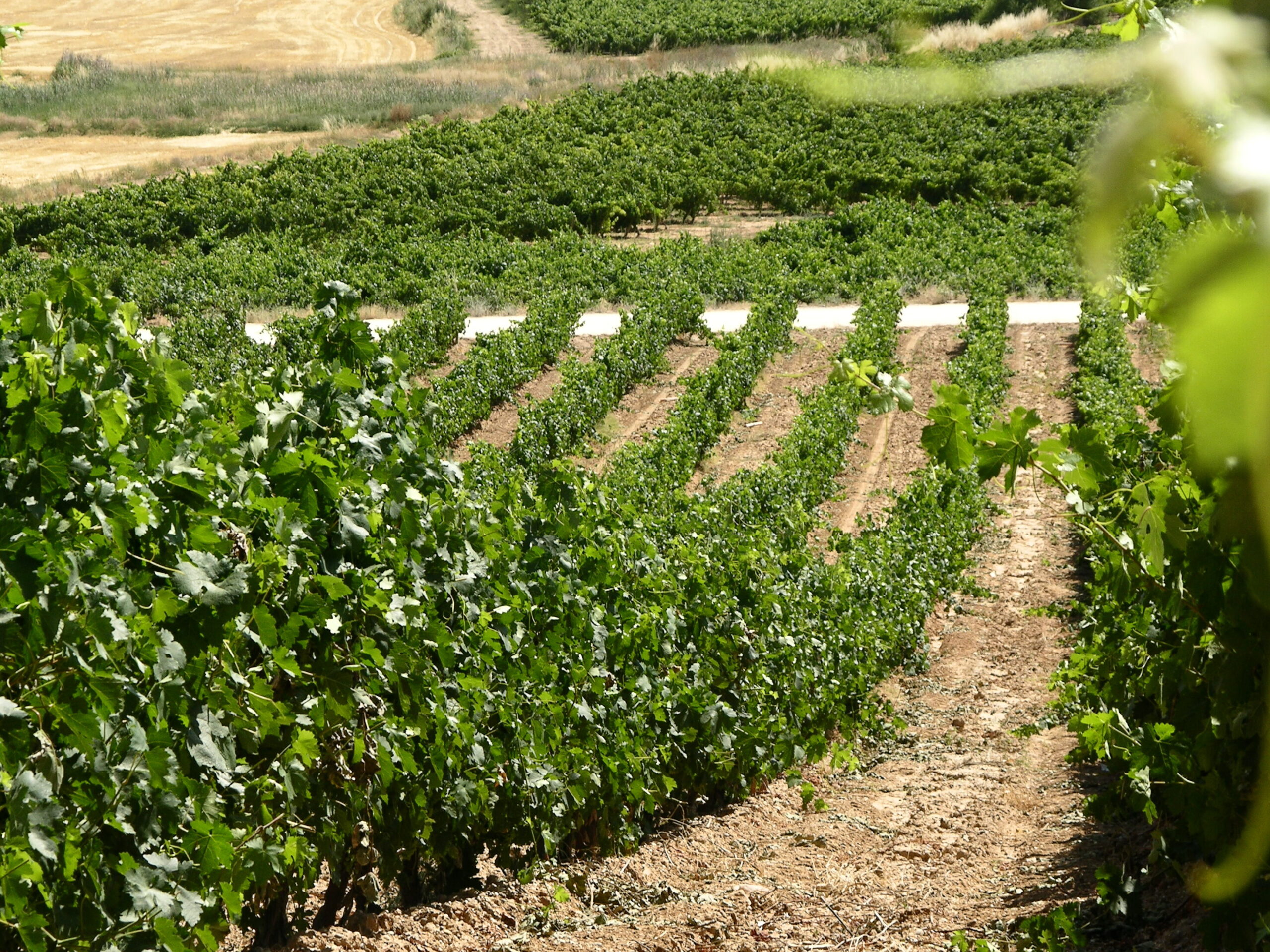 Qué ver en la Ribera del Duero, España