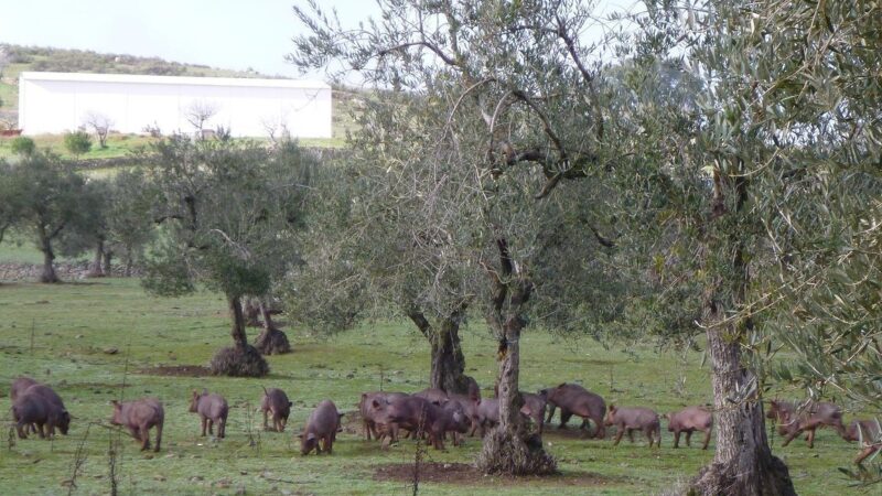 Qué ver en Monesterio, España