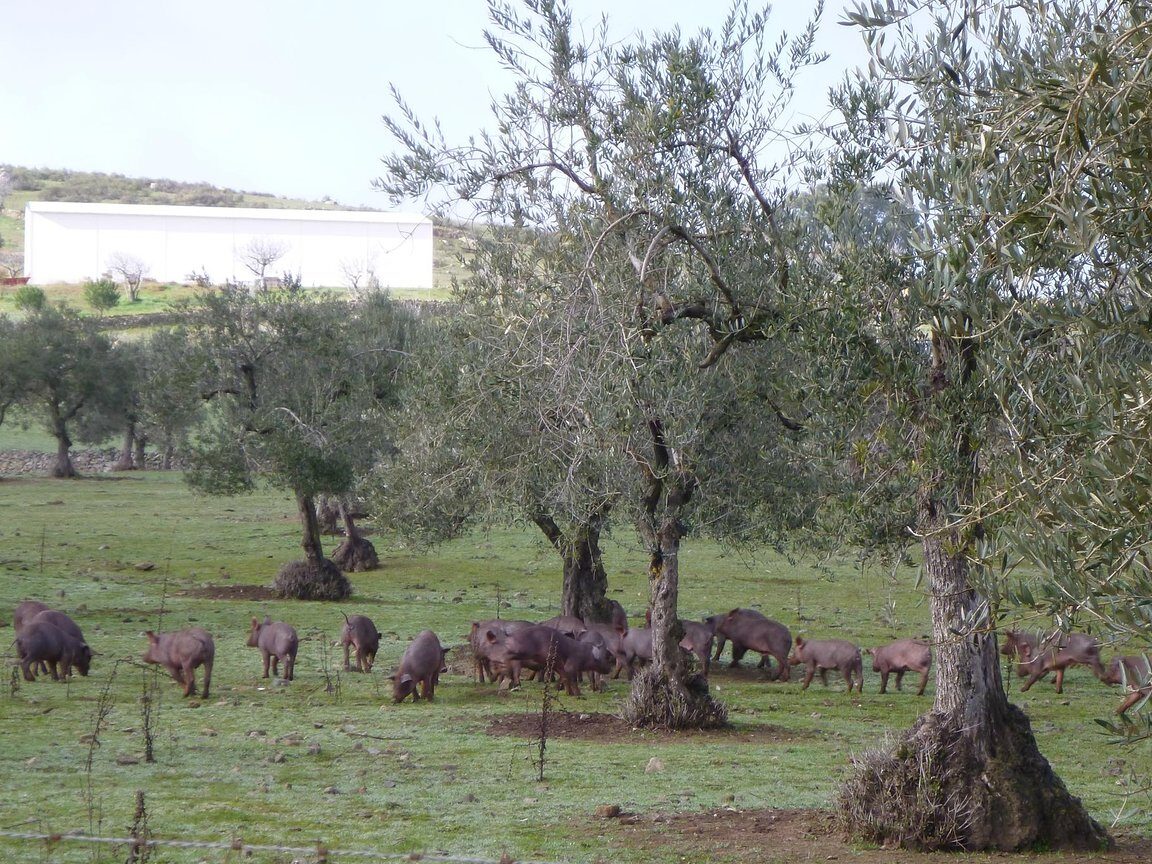 Qué ver en Monesterio, España