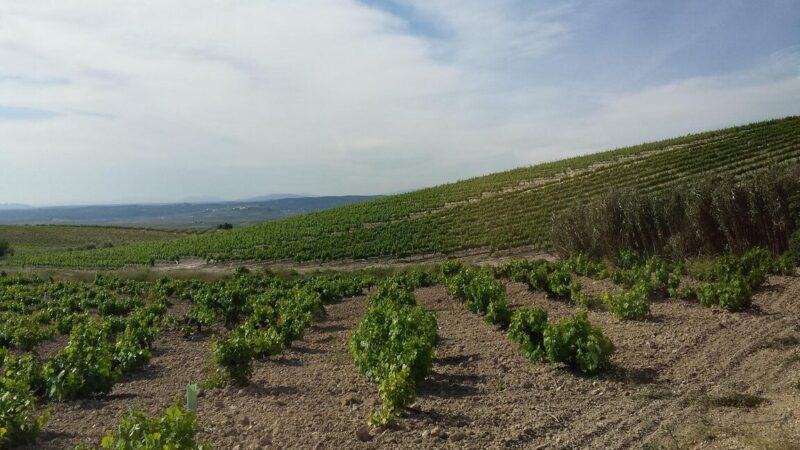 Qué ver en Montilla, España