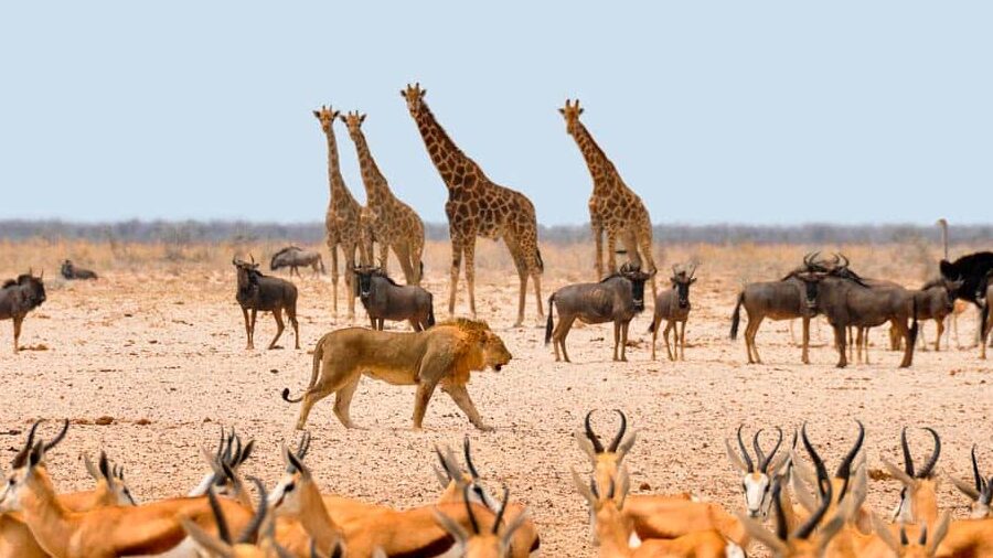 Qué ver en Namibia en 10 días